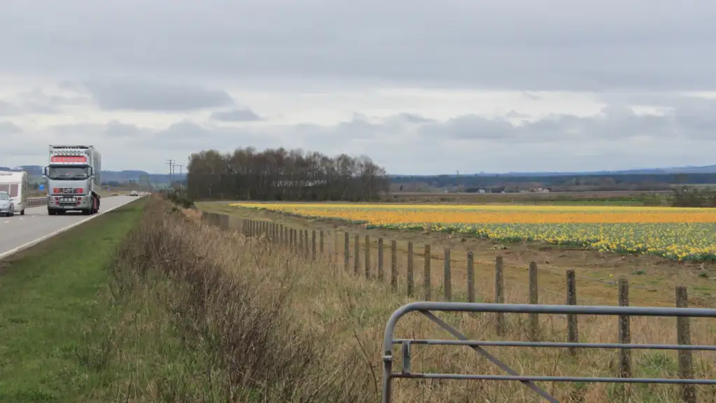 start a travel blog: Easter travellers on the A90 pass a daffodil landscape - geograph.org.uk - 2892153