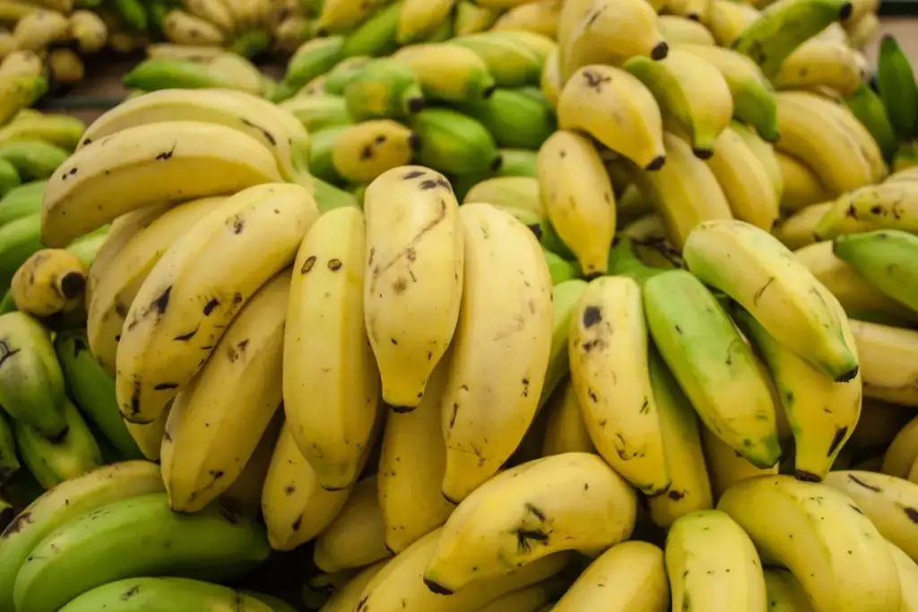 Savannah Bananas tickets: Cavendish banana from Maracaibo